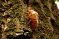 Cicada Cicadoidea CvrÃÂak Royalty Free Stock Photo